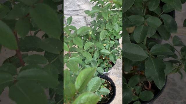 Саженцы роз - хочется сразу купить )) и можно ))