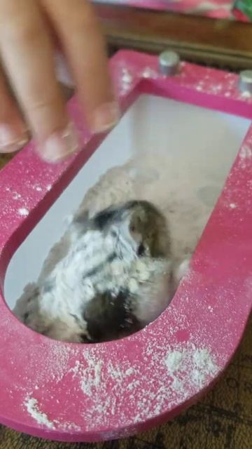 Russian Dwarf Hamster Bath Day Bathing Powder Sand Джунгарик моется в песке 2 смотреть онлайн