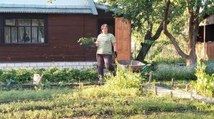 Дачные заботы