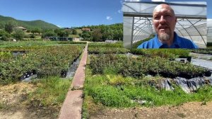 Лаванда - Первый день Лета