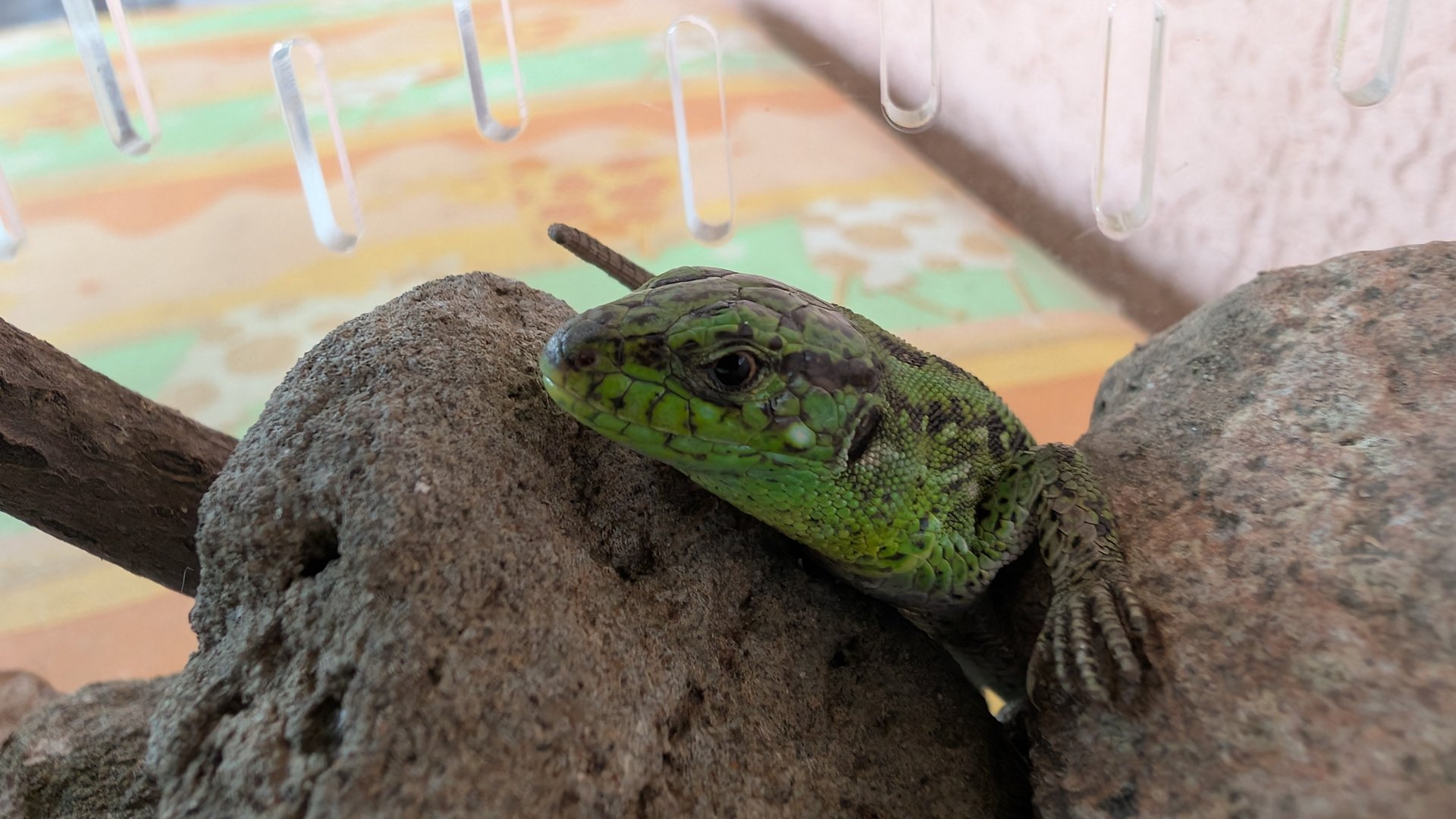 Ящерицы в домашних условиях