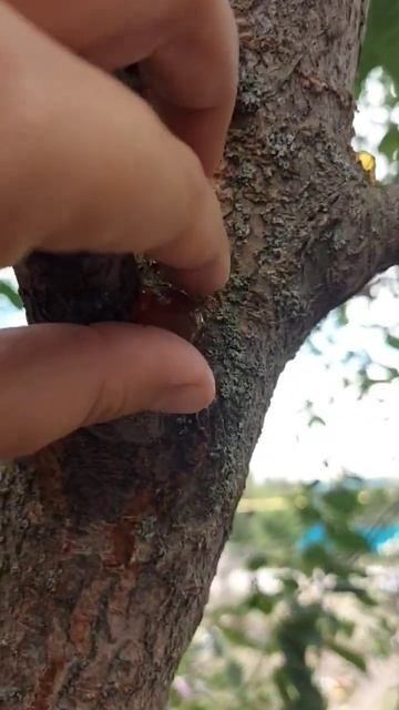 А вы ели смолу?😌😌😌 смотреть онлайн