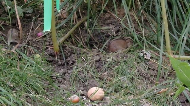 Только с третьей попытки мышу удалось унести орех / Three mouse attempts смотреть онлайн