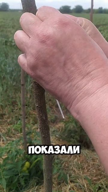 Как я подписываю сорта? смотреть онлайн