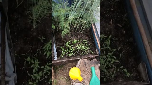 Обзор теплицы помидор огурец перец авто полив Greenhouse Tom смотреть онлайн