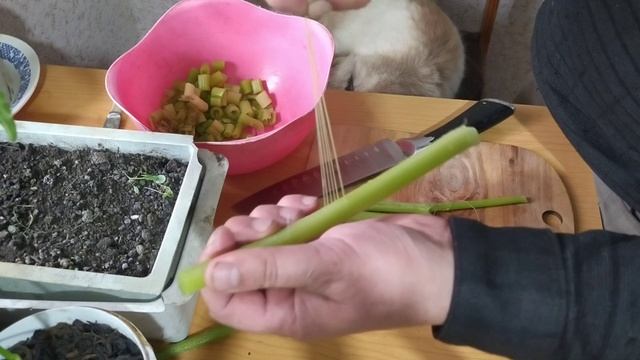 Обломал "Рога медведя" и сварил с макаронами