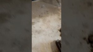 ровнитель стяжка основит