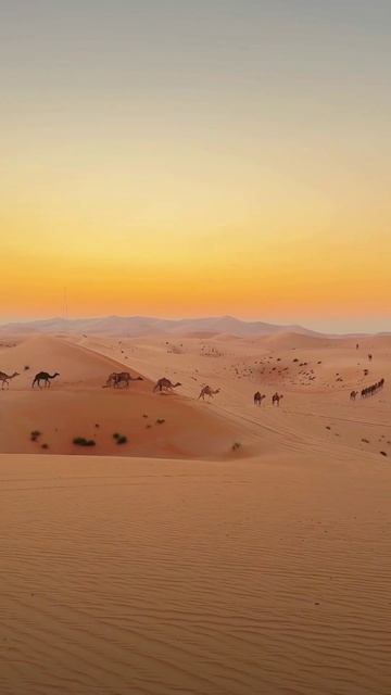 Desert Live смотреть онлайн