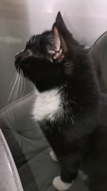 Невозможно есть в гостях 🤦🏼♀️#додопицца #юмор смотреть онлайн