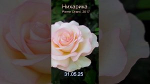 Роза Нихарика - Niharika. Обзор сорта за 1 минуту!