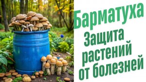 Иммунитет растений к болезням.