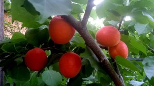 Абрикос Приция, Астрахань 30.05.2025г.