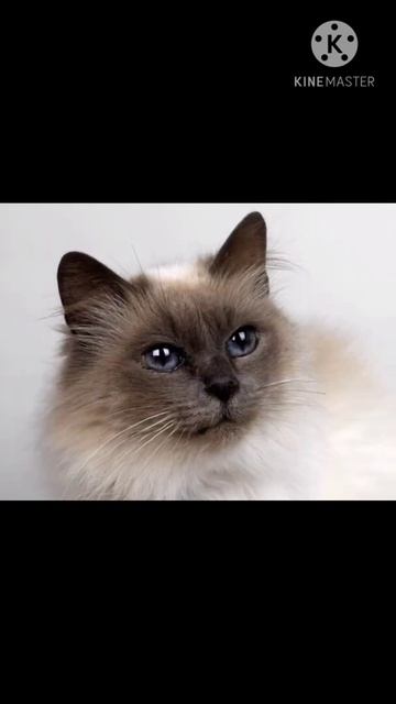 Крутые обои с кошками.🌈🐱 смотреть онлайн