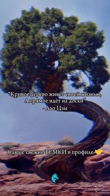 "Кривое дерево живёт своей жизнью,А прямое идёт на дос? смотреть онлайн