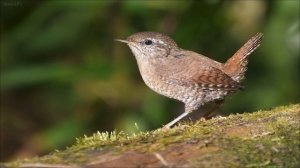 Пение птиц. Крапивник - солист леса