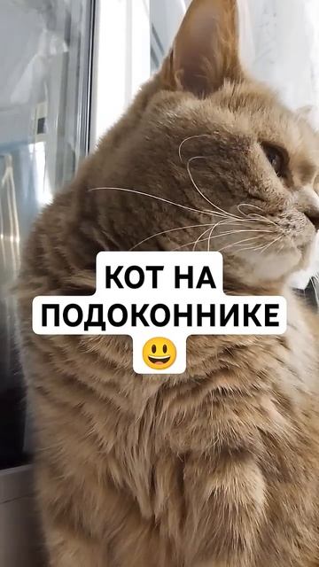 КОТ НА ПОДОКОННИКЕ😃#кот смотреть онлайн