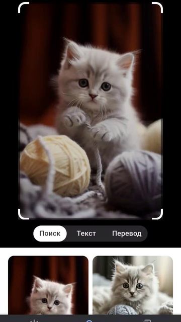 вот вам фото милых котиков смотреть онлайн