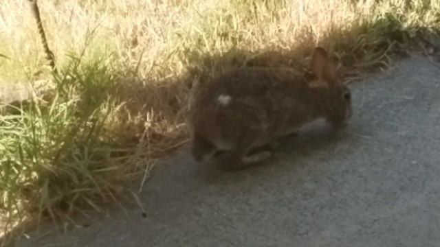 Бородатый Заяц Пришел в Гости 2018 смотреть онлайн