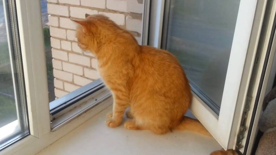 Летний кот смотреть онлайн