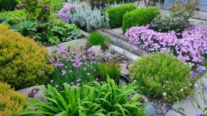 Бутоны на розах, цветут шалфеи, армерия, гвоздики, астранция и наперстянки. 28.05.25#топыкатегорий