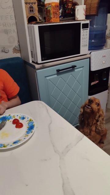 Первые яйца от наших перепëлок, выведенных в инкубаторе!))) смотреть онлайн