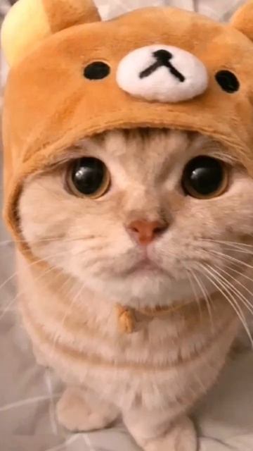 фото с милыми котиками 💝/Marud #Marud #котики#мило#милыекот смотреть онлайн