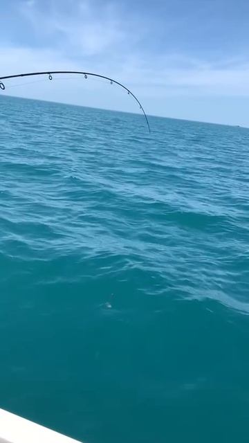 Ловим драконов в море. смотреть онлайн