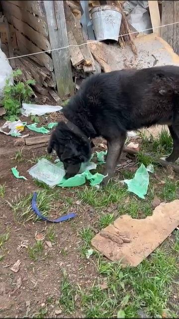 Пока отвлеклись, Персей стащил пакет смотреть онлайн