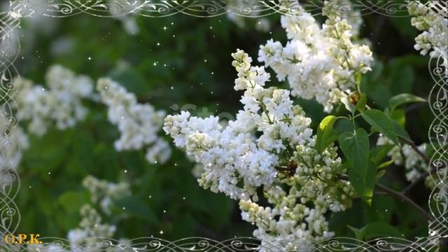 БЕЛАЯ СИРЕНЬ смотреть онлайн