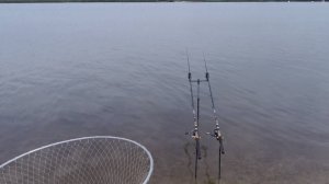 Сазан прет!