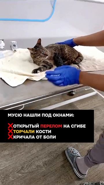 Помогайте спасать животных! КТО, если НЕ мы? смотреть онлайн