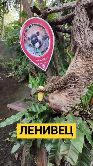 Ленивец ест кукурузу смотреть онлайн