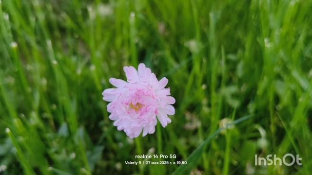 Маргаритки многолетние 27.05.2025 смотреть онлайн