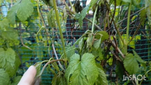 Дачный блок, 1июня 2025, Кузбасс г. Кемерово смотреть онлайн