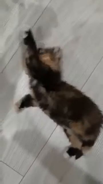 Чучело мяучело смотреть онлайн