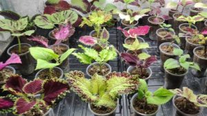 Колеусов много не бывает. Новинки более 80 сортов. Пересадка в грунт. Почему пропадают колеусы.