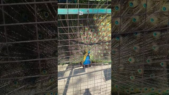 Бесплатный зоопарк в Ейске парк имени Максима Горького, красавцы павлины раскрывают хвосты смотреть онлайн