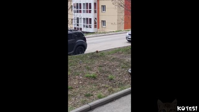 Кошка смотреть онлайн