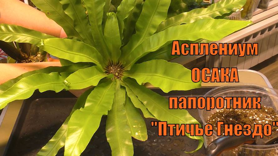 АСПЛЕНИУМ ОСАКА. Пересадка. Уход в домашних условиях. смотреть онлайн