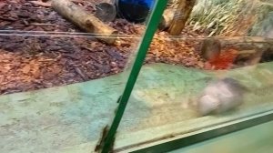 Московский зоопарк. Броненосец носится со скоростью света, такой милый