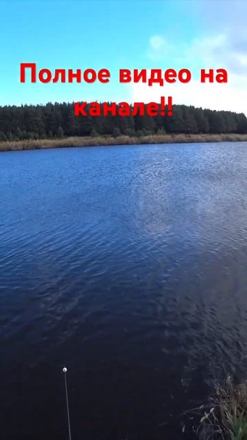 Сазан на кастинговую сеть!! смотреть онлайн