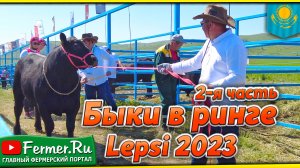 Казахстанские быки на арене чемпионов! Лучшие быки Казахстана на выставке LEPSI-2023