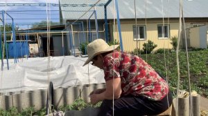 IMG_8520  Укрытие убрала. Пасынки убираю и томаты подвязываю.