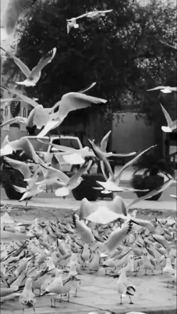 Чайки в ОАЭ смотреть онлайн