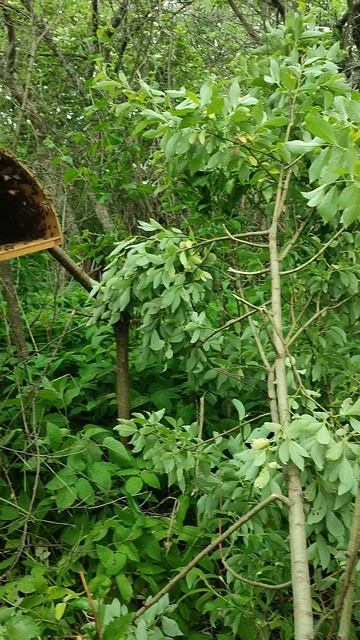 Роевая пора смотреть онлайн