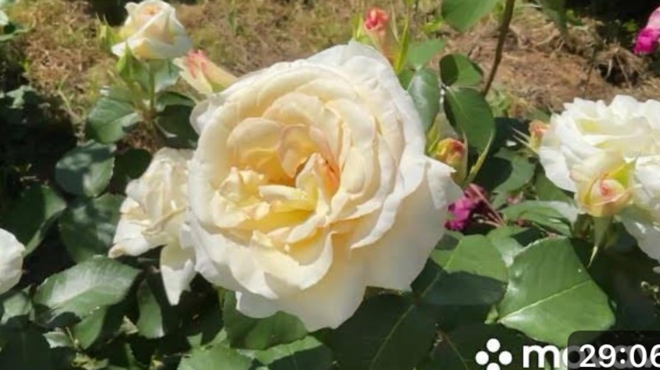 Ошеломительное цветение роз в моем саду, более 60 сортов роз.