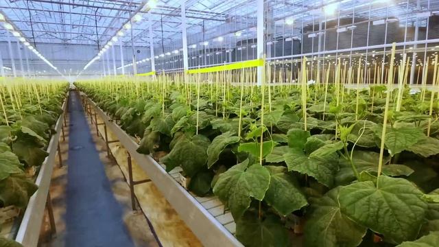 Рассада огурца возрастом 25 дней