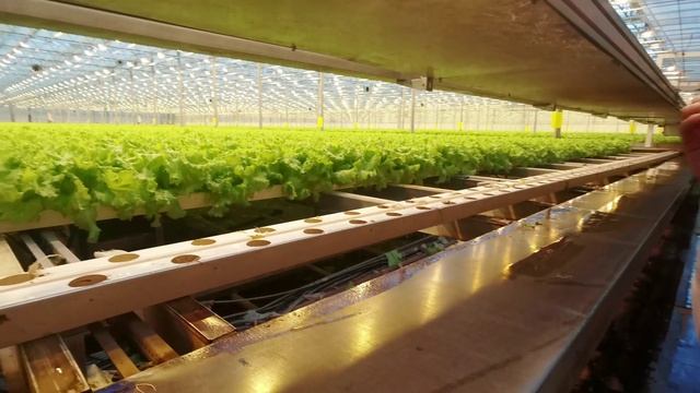 Посещение Тепличного комплекса Выборжец. Обмен опытом