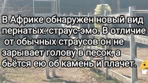 🤣Смешные анекдоты о животных🤣Юмор😉Позитив🙂