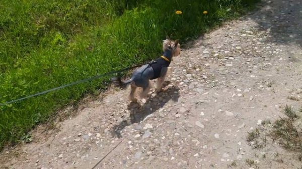 Прогулка с Джеком и Боней